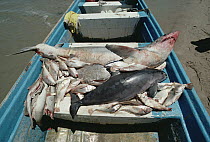 Vaquita (Phocoena sinus) by-catch mortality, caught in gill net for sharks and other fish, Gulf of California, Mexico