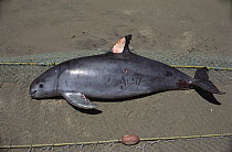 Vaquita (Phocoena sinus) killed in gill net intended for sharks, Sea of Cortez near San Felipe, Mexico