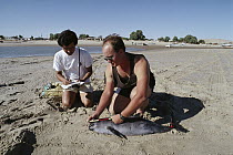 Vaquita (Phocoena sinus) porpoise killed as by-catch in gill net meant for sharks and other fish measured by Carlos Navarro, Gulf of California, Mexico
