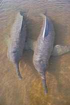 Amazon River Dolphin (Inia geoffrensis) male and female rescued from a drying irrigation ditch off of the Orinoco River and moved to the man-made Silver Lake in the town of Lagoa da Prata, Brazil