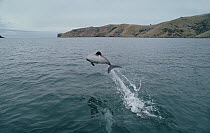 Hector's Dolphin (Cephalorhynchus hectori) leaping near entrance to Akaroa Bay, New Zealand