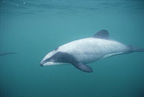 Hector's Dolphin (Cephalorhynchus hectori) underwater portrait, New Zealand