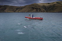 Hector's Dolphin (Cephalorhynchus hectori) group being observed and photographed by researchers Stephen Dawson and Elizabeth Slooten, New Zealand