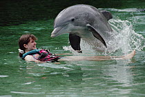 Bottlenose Dolphin (Tursiops truncatus) interacting with a female tourist, Dolphin Quest Learning Center, Hawaii