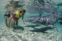Bottlenose Dolphin (Tursiops truncatus) pair interacting with Steven Cleaver at the Dolphin Quest Learning Center, Waikoloa Hyatt, Hawaii