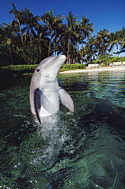 Bottlenose Dolphin (Tursiops truncatus), Hawaii