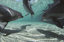 Bottlenose Dolphin (Tursiops truncatus) trio, Waikoloa Hyatt, Hawaii