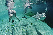 Bottlenose Dolphin (Tursiops truncatus) trio underwater, Waikoloa Hyatt, Hawaii