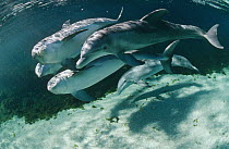 Bottlenose Dolphin (Tursiops truncatus) underwater group, Waikoloa Hyatt, Hawaii