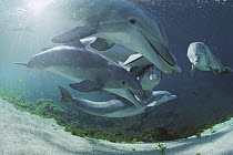 Bottlenose Dolphin (Tursiops truncatus) group, Waikoloa Hyatt, Hawaii