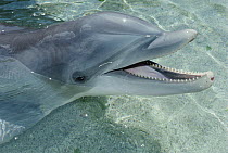 Bottlenose Dolphin (Tursiops truncatus) portrait, Waikoloa Hyatt, Hawaii