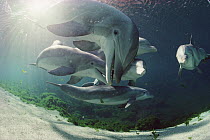 Bottlenose Dolphin (Tursiops truncatus) group underwater, captive animal, Hawaii