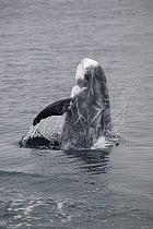 Risso's Dolphin (Grampus giseus) breaching on Pacific side of Costa Rica