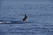 Risso's Dolphin (Grampus giseus) jumping out of water, Costa Rica