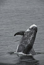 Risso's Dolphin (Grampus giseus) breaching on pacific side of Costa Rica