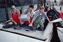 Harbor Porpoise (Phocoena phocoena) which had been accidentally caught in a herring trap being hydrated by researchers and fisherman, Bay of Fundy, animal was subsequently tagged and released, Canada