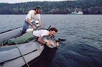 Harbor Porpoise (Phocoena phocoena) released by researcher Andrew Read which had been accidentally caught in a herring trap, Bay of Fundy, Canada