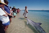 Bottlenose Dolphin (Tursiops truncatus) group interacting with tourists, Monkey Mia, Australia