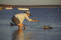 Bottlenose Dolphin (Tursiops truncatus) getting fed by tourist, Monkey Mia, Australia