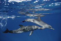 Atlantic Spotted Dolphin (Stenella frontalis) pair, Bahamas