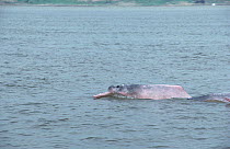 Amazon River Dolphin (Inia geoffrensis), Manus, Brazil