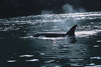 Orca (Orcinus orca) surfacing, Alaska