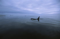 Orca (Orcinus orca) surfacing in calm waters, Alaska