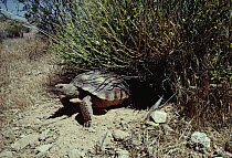 Desert Tortoise (Gopherus agassizii) emerging from burrow beneath Mohave Desertrue (Thamnosma montana), Mojave Desert, California