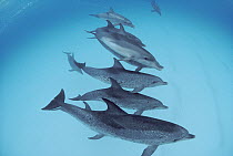 Bottlenose Dolphin (Tursiops truncatus) swimming with pod of Atlantic Spotted Dolphins (Stenella frontalis), Bahamas