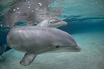 Bottlenose Dolphin (Tursiops truncatus) captive animal, Waikoloa Hyatt, Hawaii