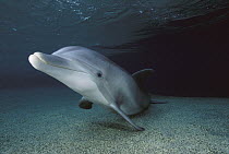 Bottlenose Dolphin (Tursiops truncatus) captive animal, Waikoloa Hyatt, Hawaii