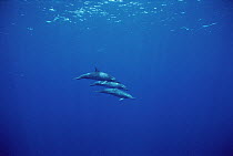 Spinner Dolphin (Stenella longirostris) trio swimming, Brazil