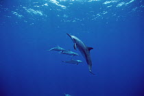 Spinner Dolphin (Stenella longirostris) group swimming near ocean's surface, Brazil
