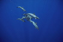 Spinner Dolphin (Stenella longirostris) group swimming, Brazil