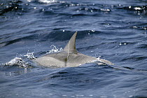 Spinner Dolphin (Stenella longirostris) with white plastic line cutting into its dorsal fin, Hawaii
