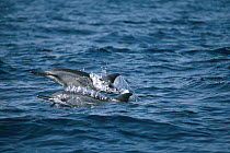 Spinner Dolphin (Stenella longirostris) pair surfacing, Hawaii