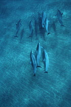 Spinner Dolphin (Stenella longirostris) pod swimming underwater, Hawaii
