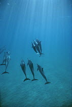 Spinner Dolphin (Stenella longirostris) pod of nine animals underwater, Hawaii