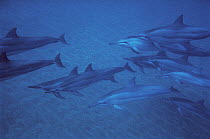 Spinner Dolphin (Stenella longirostris) pod, Hawaii
