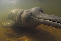 Amazon River Dolphin (Inia geoffrensis) rescued from drying irrigation ditch off the Orinoco River, Lago De Prata, Brazil