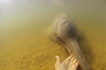 Amazon River Dolphin (Inia geoffrensis) caught in Amazon River and released into 5 acre Silver Lake, biting on photographer's hand, endangered, Brazil
