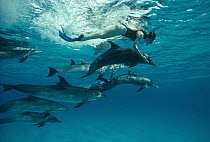 Atlantic Spotted Dolphin (Stenella frontalis) pod with female snorkeler, Bahamas