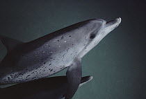 Atlantic Spotted Dolphin (Stenella frontalis) two underwater, Hawaii