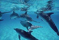 Atlantic Spotted Dolphin (Stenella frontalis) mating, Bahamas