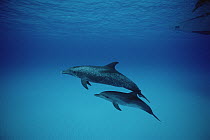 Atlantic Spotted Dolphin (Stenella frontalis) and calf, Bahamas