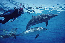 Atlantic Spotted Dolphin (Stenella frontalis) trio with snorkeler, Bahamas