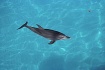Atlantic Spotted Dolphin (Stenella frontalis) juvenile, Bahamas