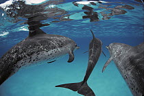 Atlantic Spotted Dolphin (Stenella frontalis) group of adults and juveniles, Bahamas