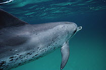 Atlantic Spotted Dolphin (Stenella frontalis) underwater portrait, Bahamas