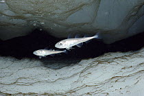 Polar Cod (Arctogadus glacialis) juveniles in protective shelter of cracks in the ice, Admiralty Inlet near Arctic Bay, Baffin Island, Canada